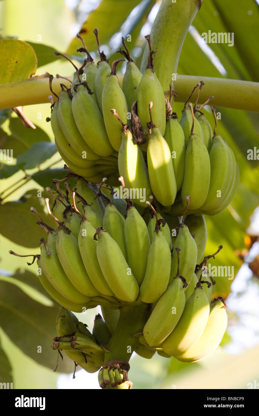 Bunch of bananas on a tree, Thailand Stock Photo