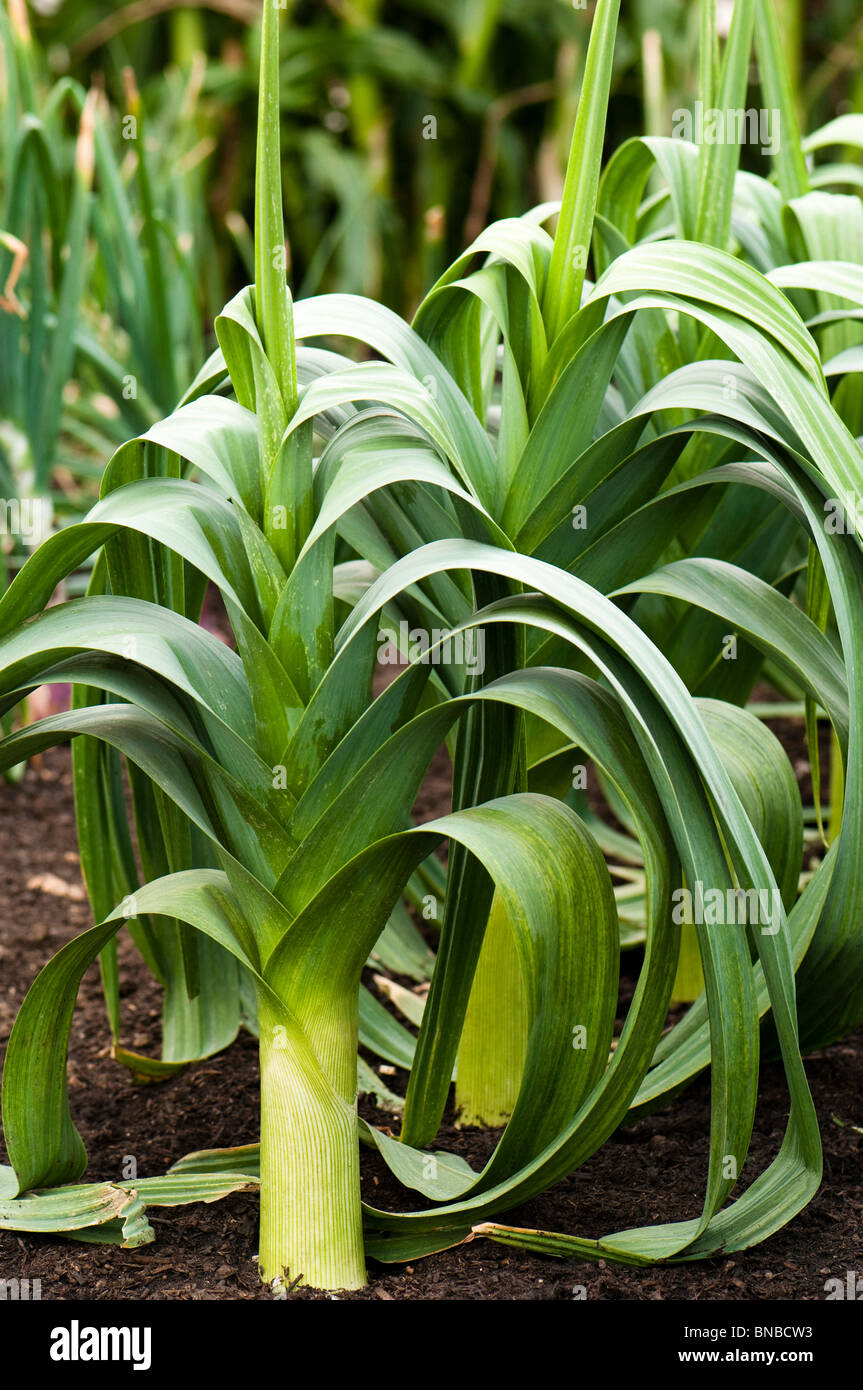 Leeks growing at Hampton Court Palace Flower Show, London Stock Photo