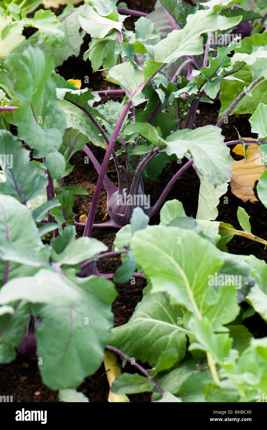 Kohl Rabi 'Kalibri' growing at Hampton Court Flower Show, London Stock Photo