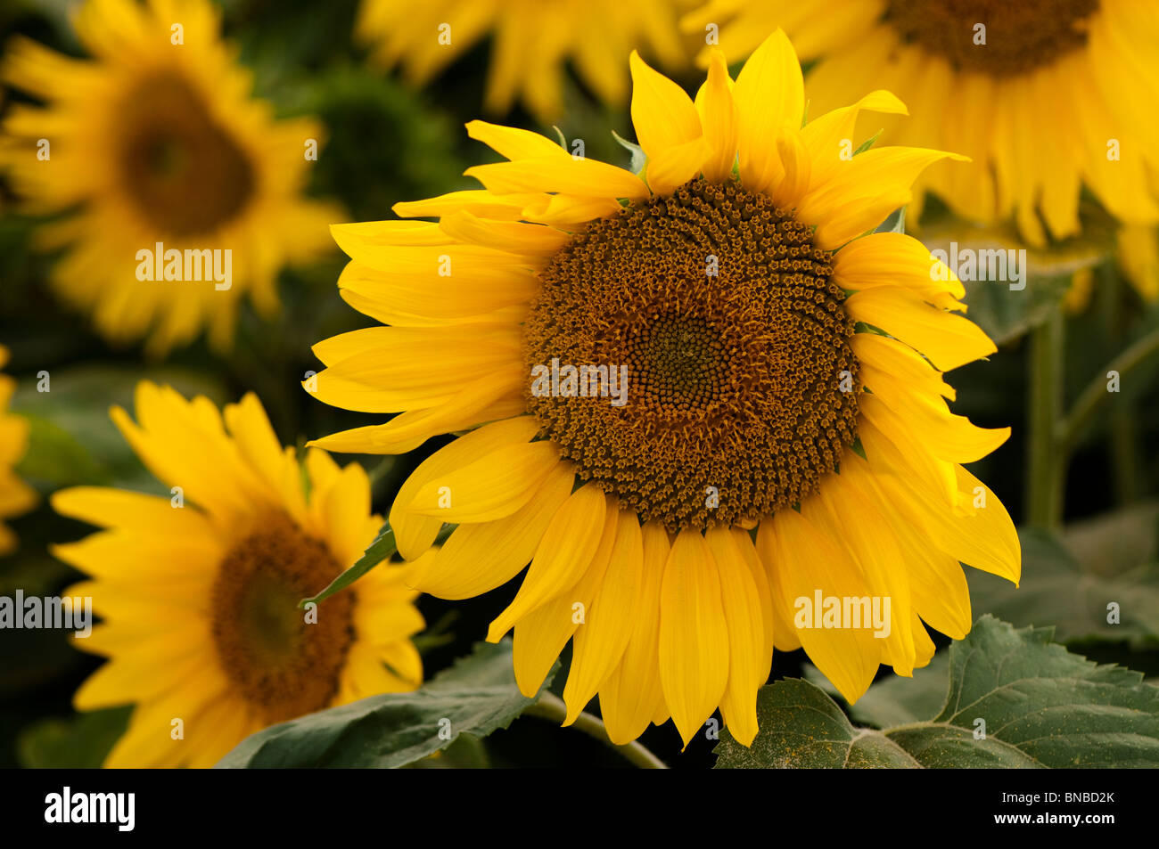 Sunflowers, Helianthus annuus, in bloom Stock Photo Alamy