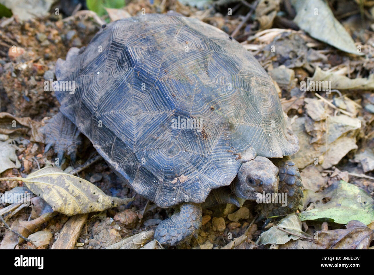 Asian Forest Tortoise (Manouria emys), Kaeng Krachan National park, Thailand Stock Photo