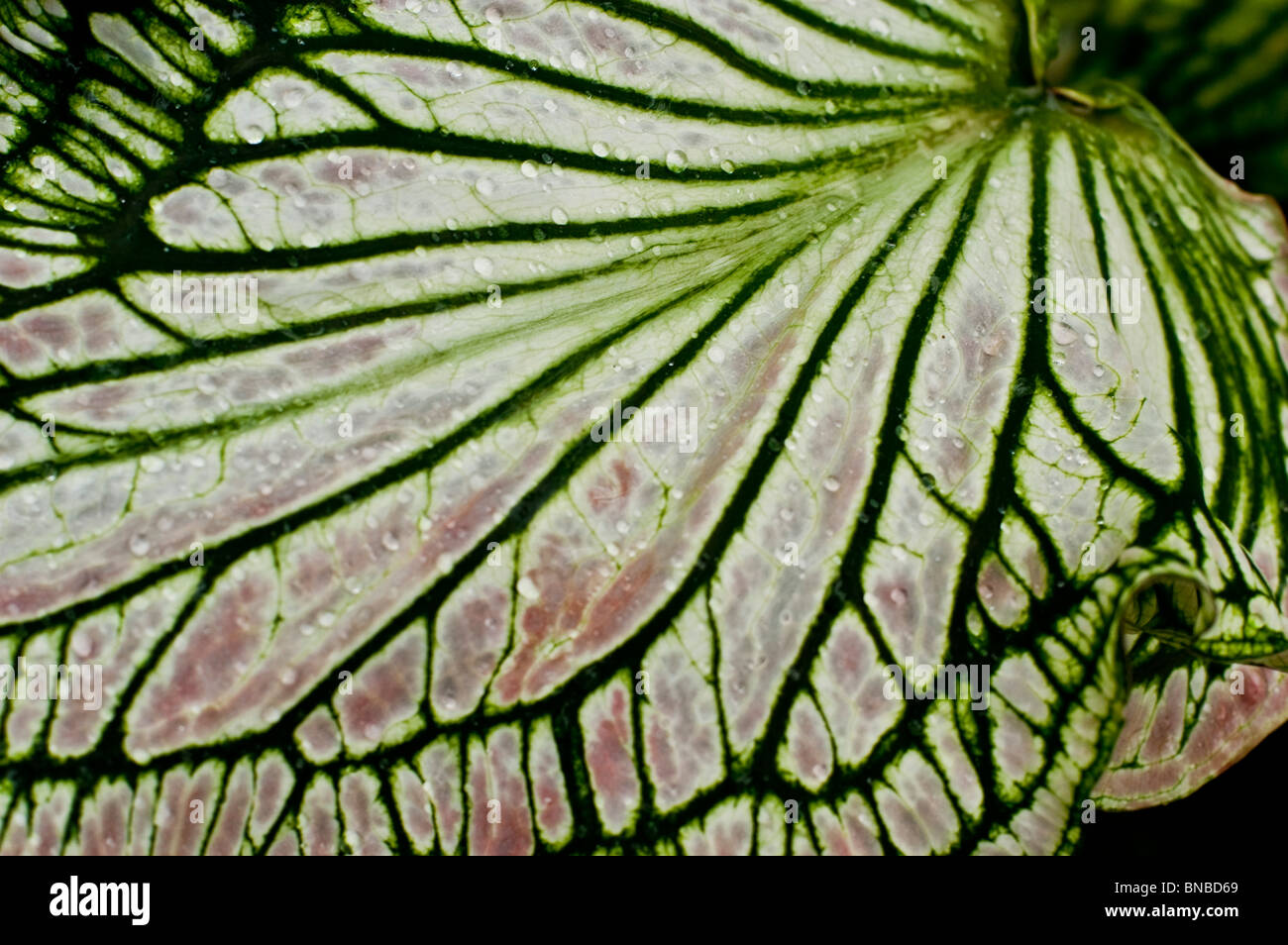 White green and pink leave close up of caladium Stock Photo