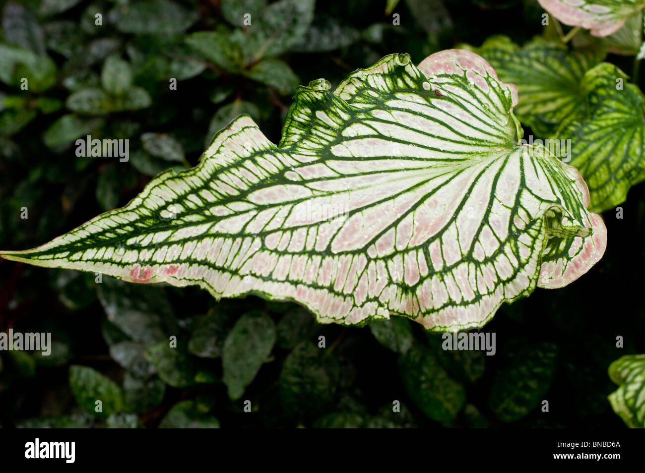 White green and pink leave close up of caladium Stock Photo