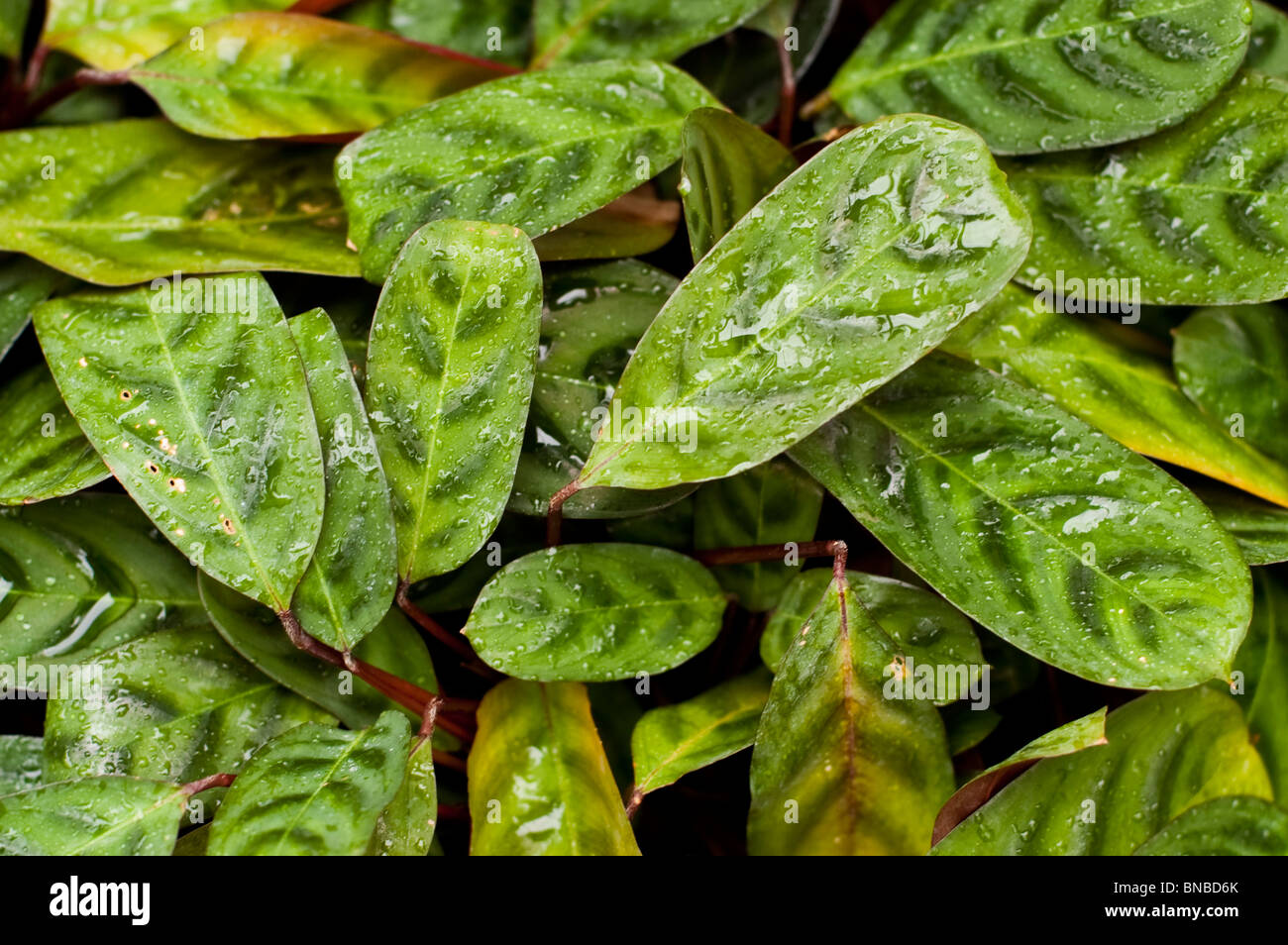 Ctenanthe burle-marxii var obscura, Marantaceae Stock Photo