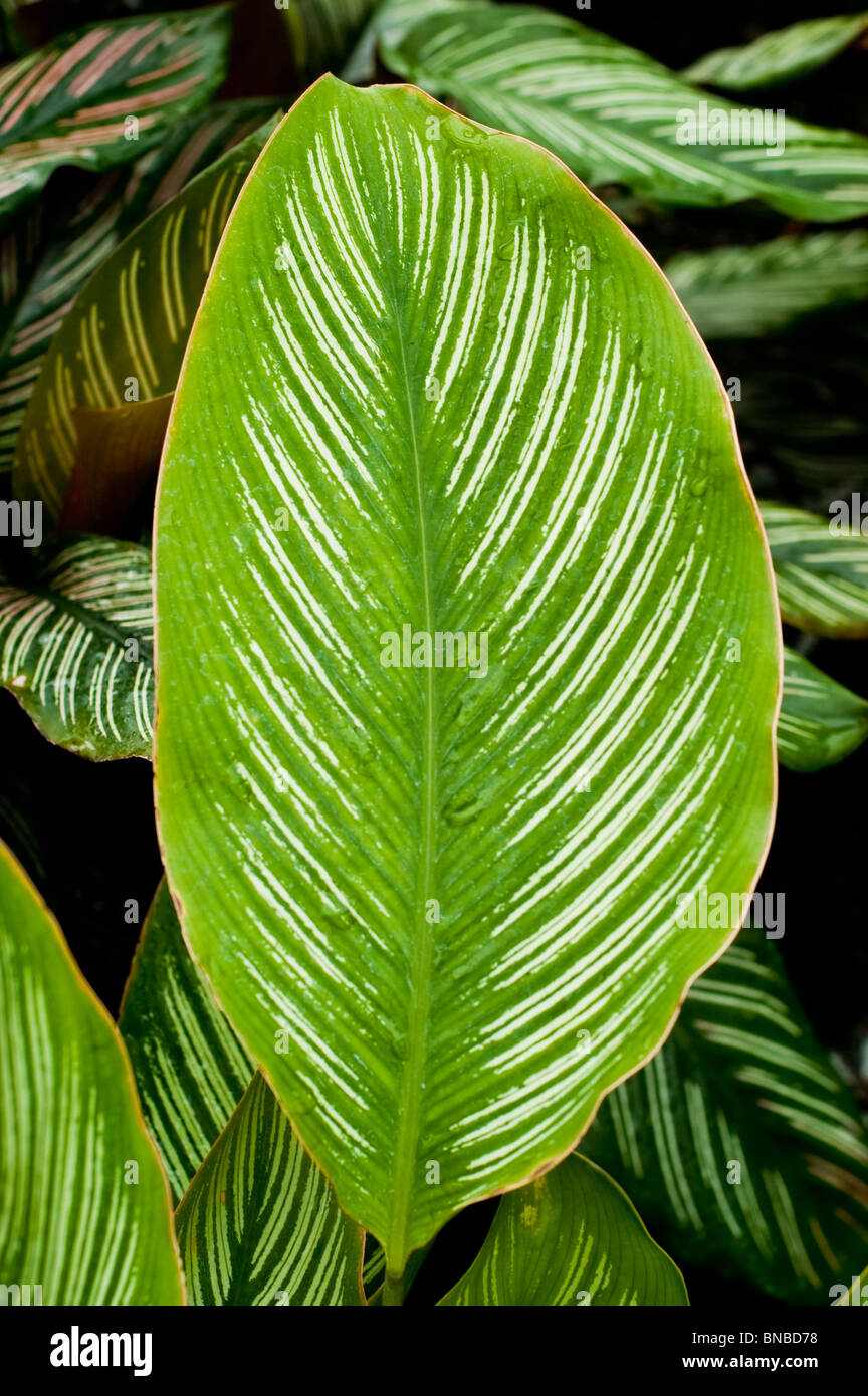 White green leave close up of Calathea elliptica Vittata, Marantaceae Stock Photo