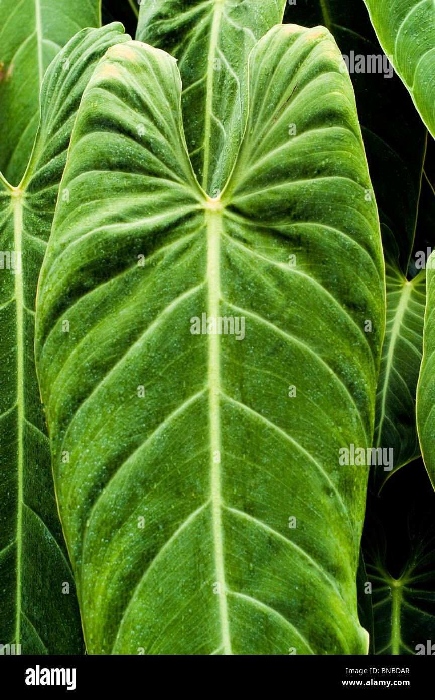 monstera kinderzimmer Monstera Esqueleto Baby by Plant Circle – Baby, Approx. 12.0cm height by  Plant Circle – 6.0cm Pot