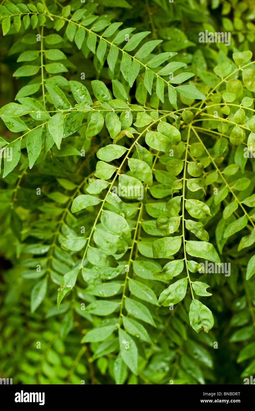 Curry leaf tree, Murraya koenigii, Bergera koenigii, Chalcas koenigii, rutaceae, Asia, aromatic leaf, Indian cuisine, spice Stock Photo
