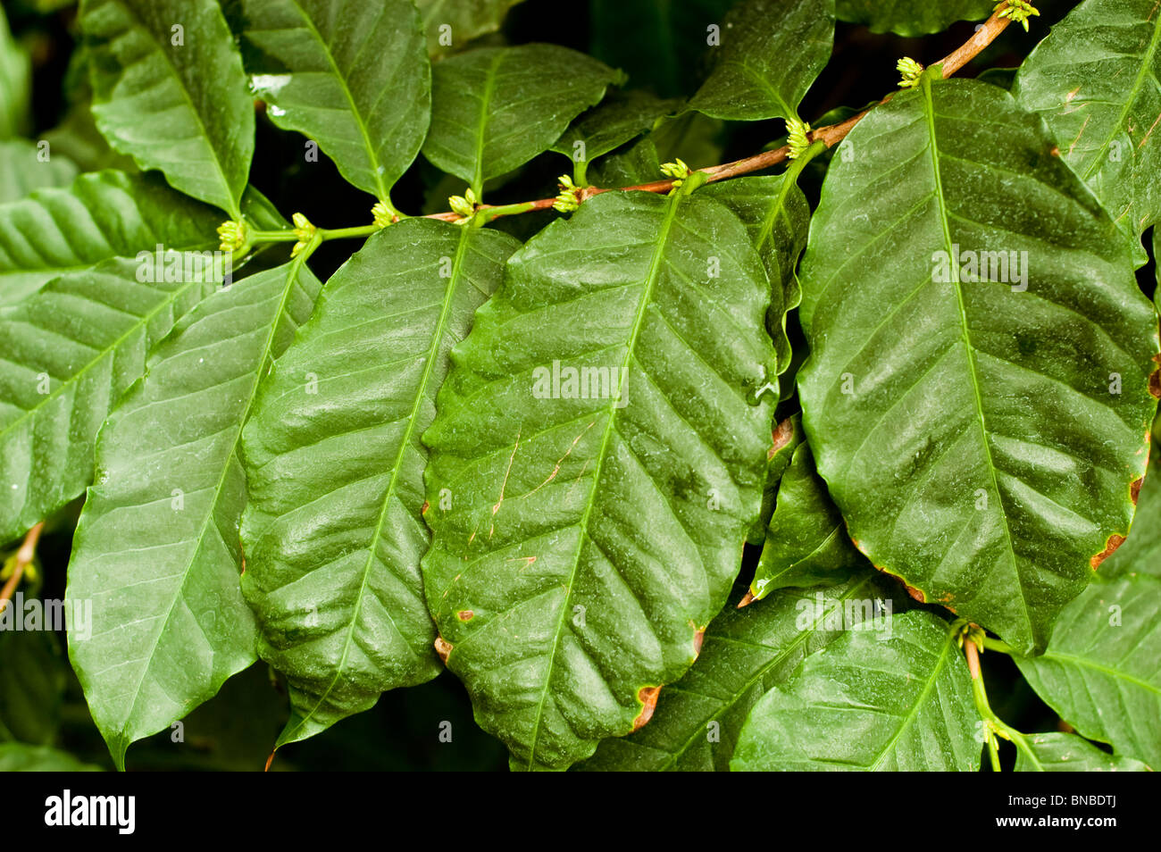 Green leaves of Wild coffee, Coffea racemosa, Rubiaceae, South Africa Stock Photo
