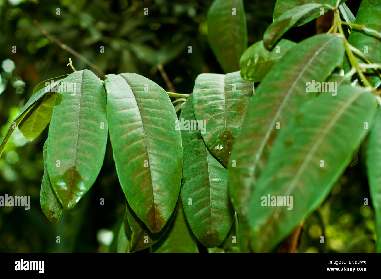 Jamaica pepper tree hires stock photography and images Alamy
