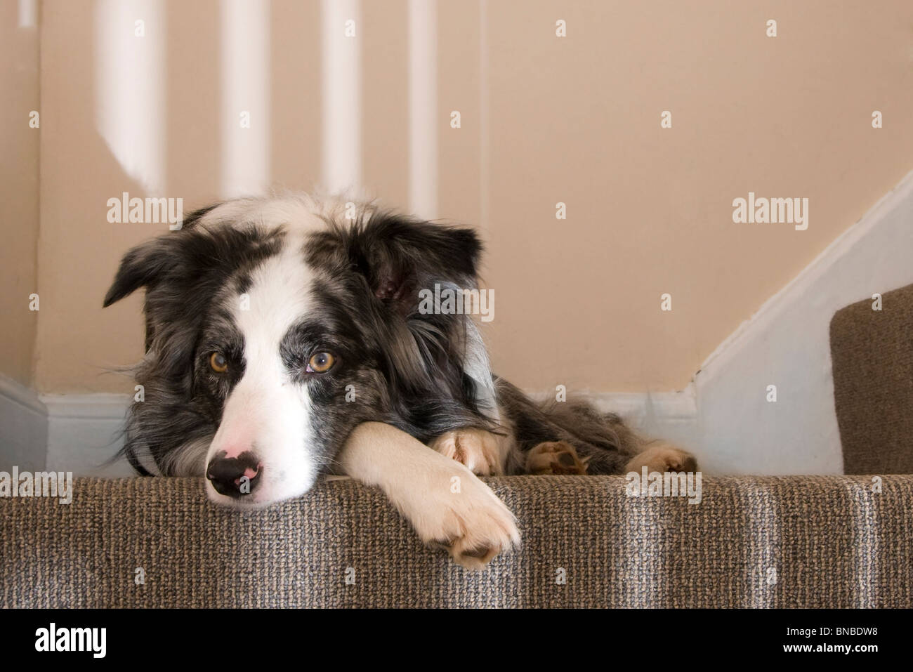 Relaxed dog on the stairs Stock Photo