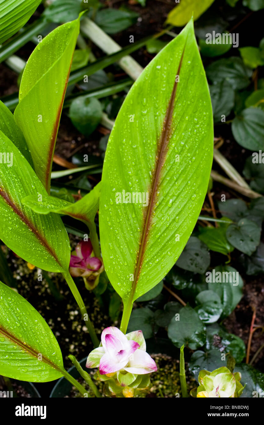 Zedoary, Curcuma zedoaria,Zingiberaceae,  India, Asia, herb, spice, medicinal plant Stock Photo