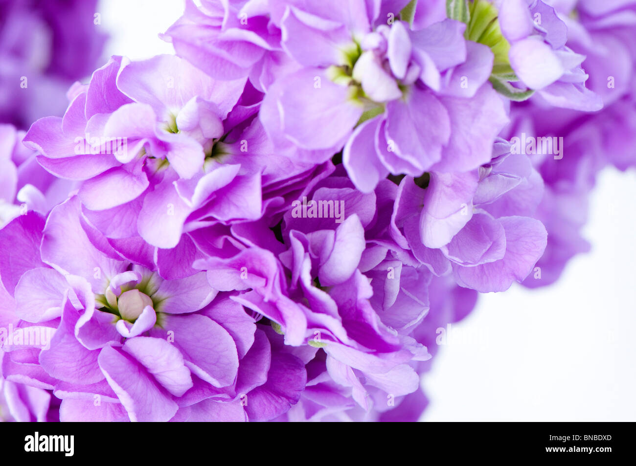 English stocks flowers hires stock photography and images Alamy