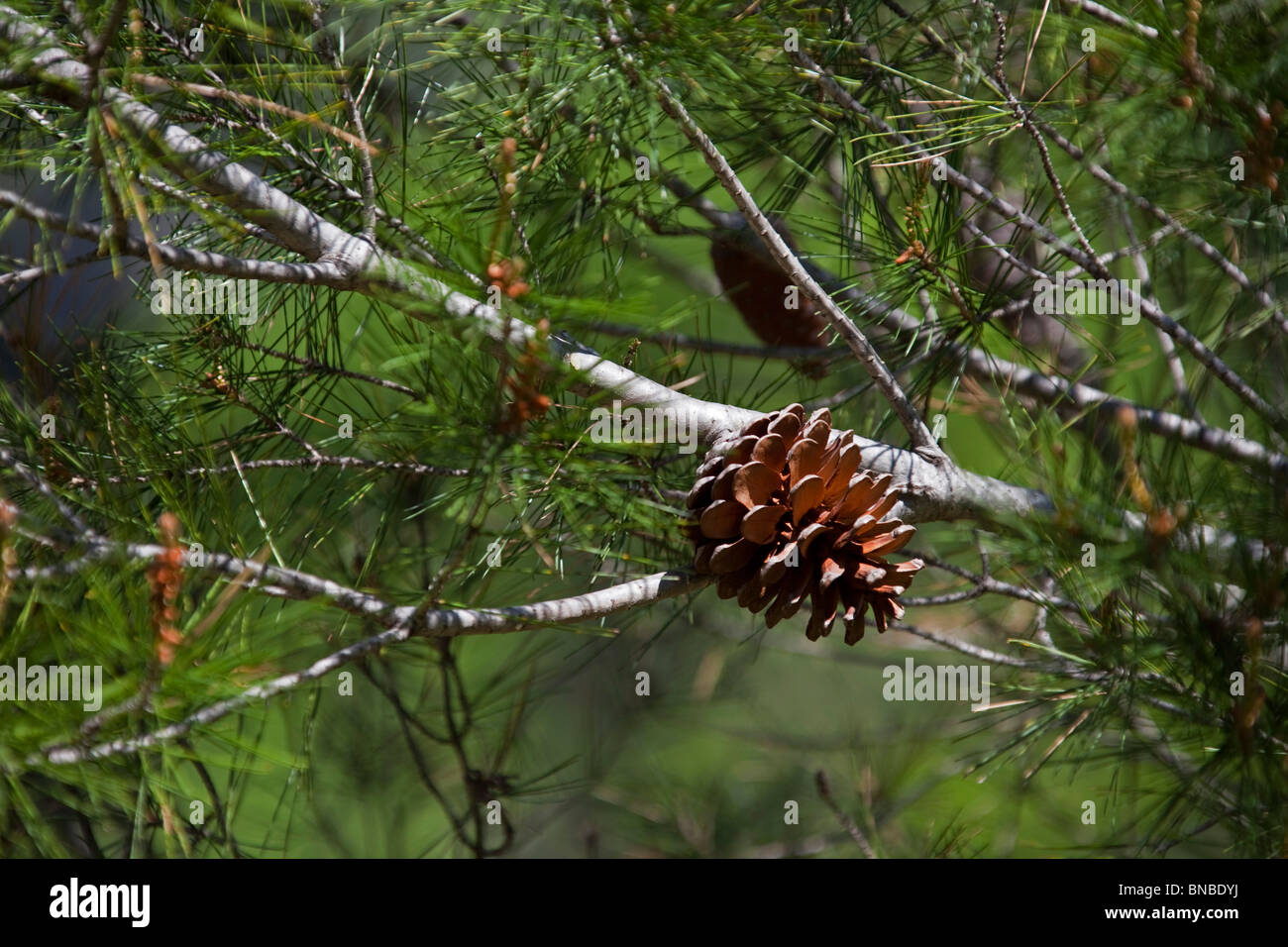 European Black Pine Pinus nigra Pine cone on branche, Mediterranean pine, Spain horizontal 106339 Spain10 Stock Photo