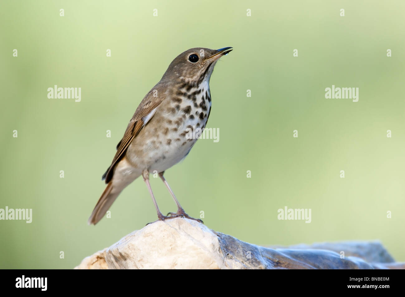 Fort desoto park florida birds hires stock photography and images Alamy
