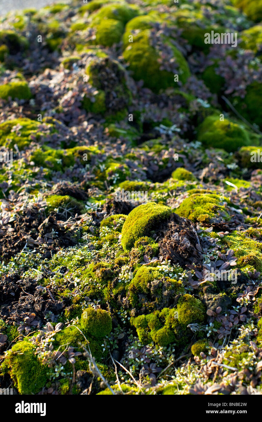 Several years of moss growth accumulate on rock and concrete Stock
