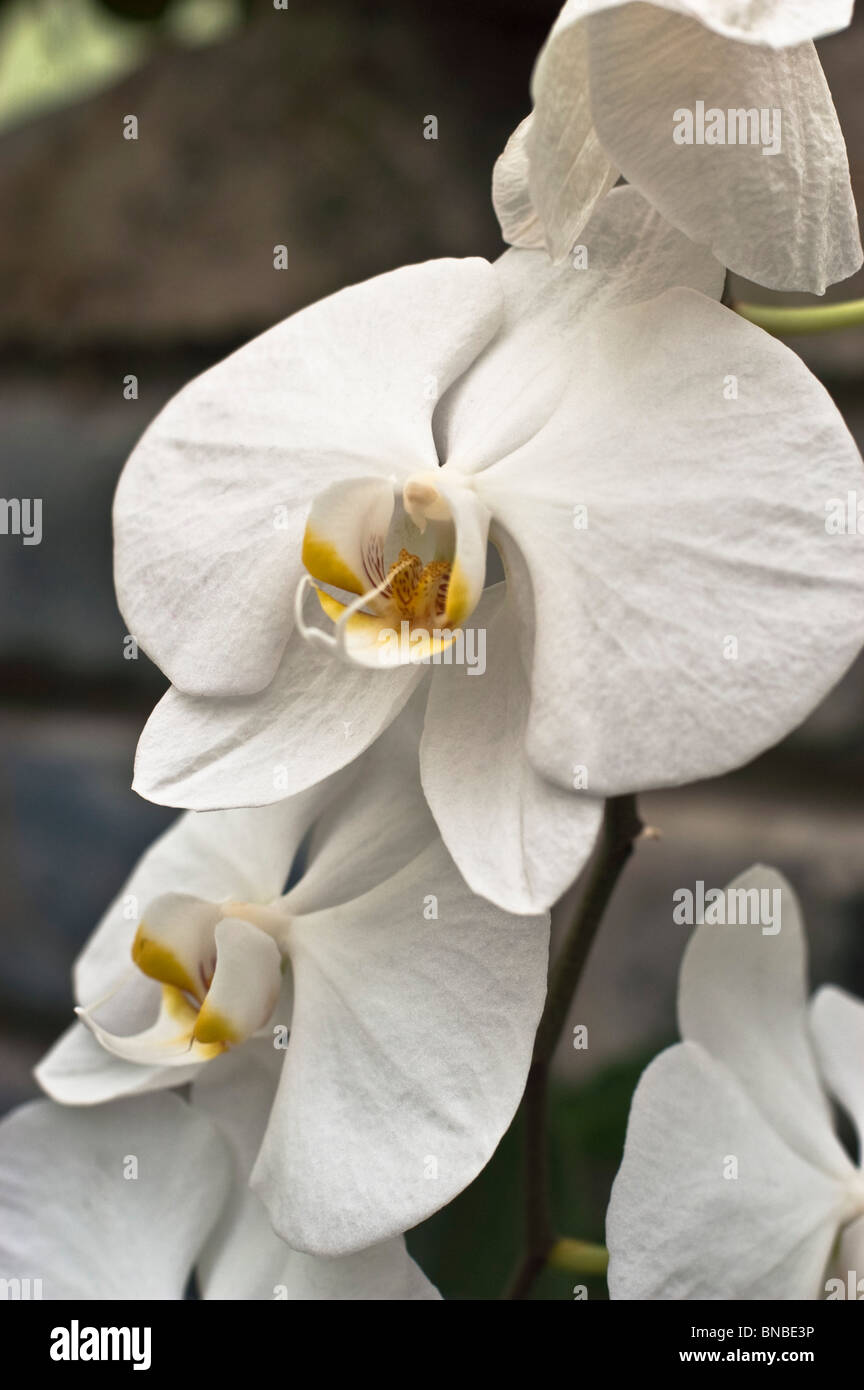 White orchid flower X Doritaenopsis BROTHER JANET Stock Photo