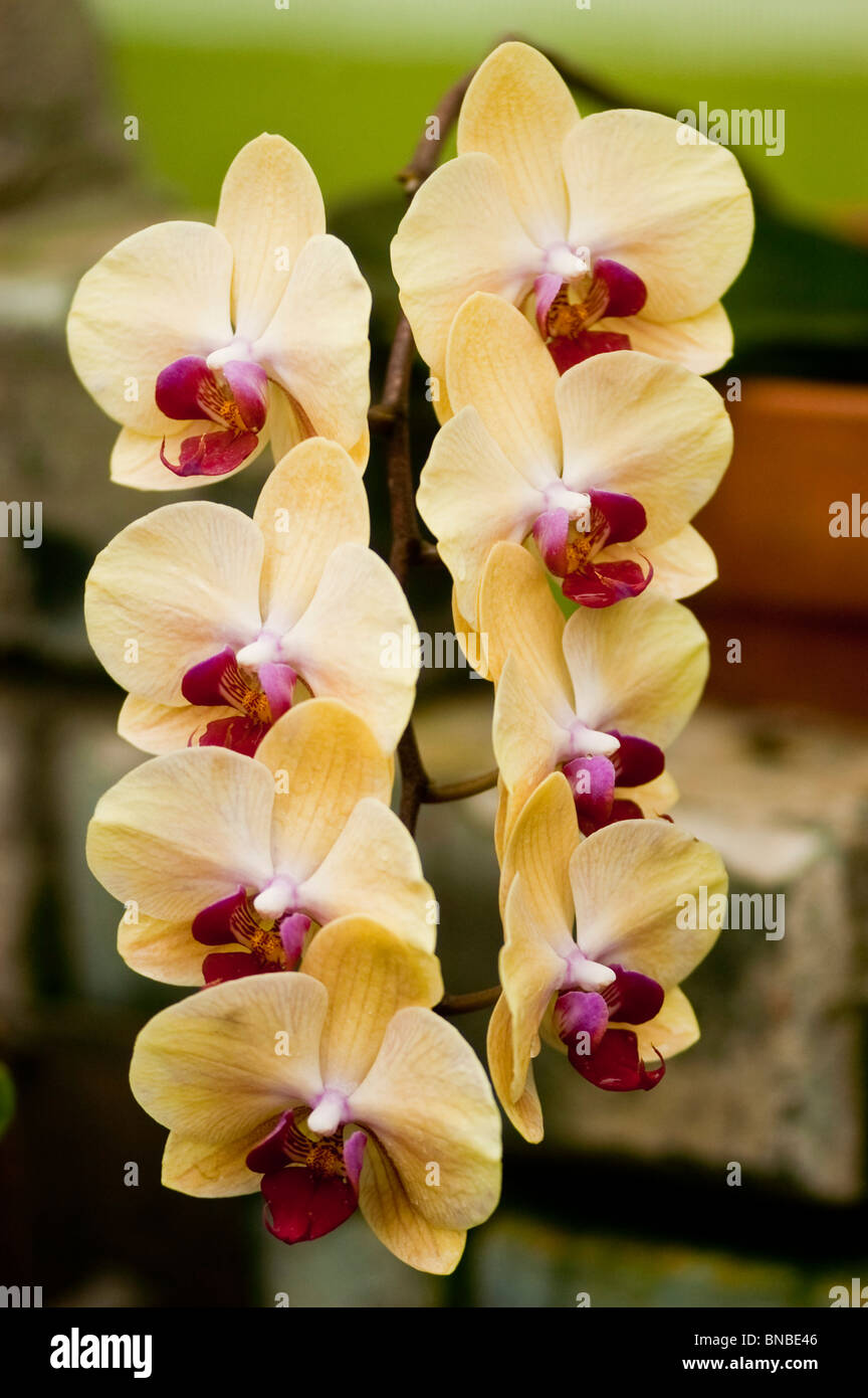 × Doritaenopsis Sin-Yaun Golden Beauty Orchis Stock Photo