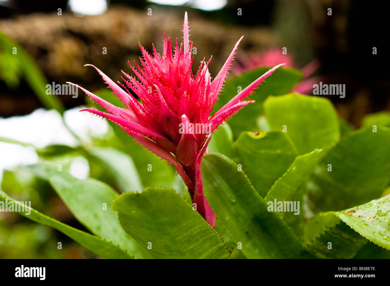 Pink red flower of Silver-Vase, Urn Plant, Aechmea fasciata, Bromeliaceae Stock Photo