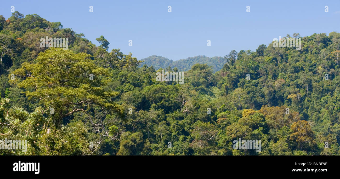 Tropical rainforest in Kaeng Krachan National Park, Thailand Stock Photo