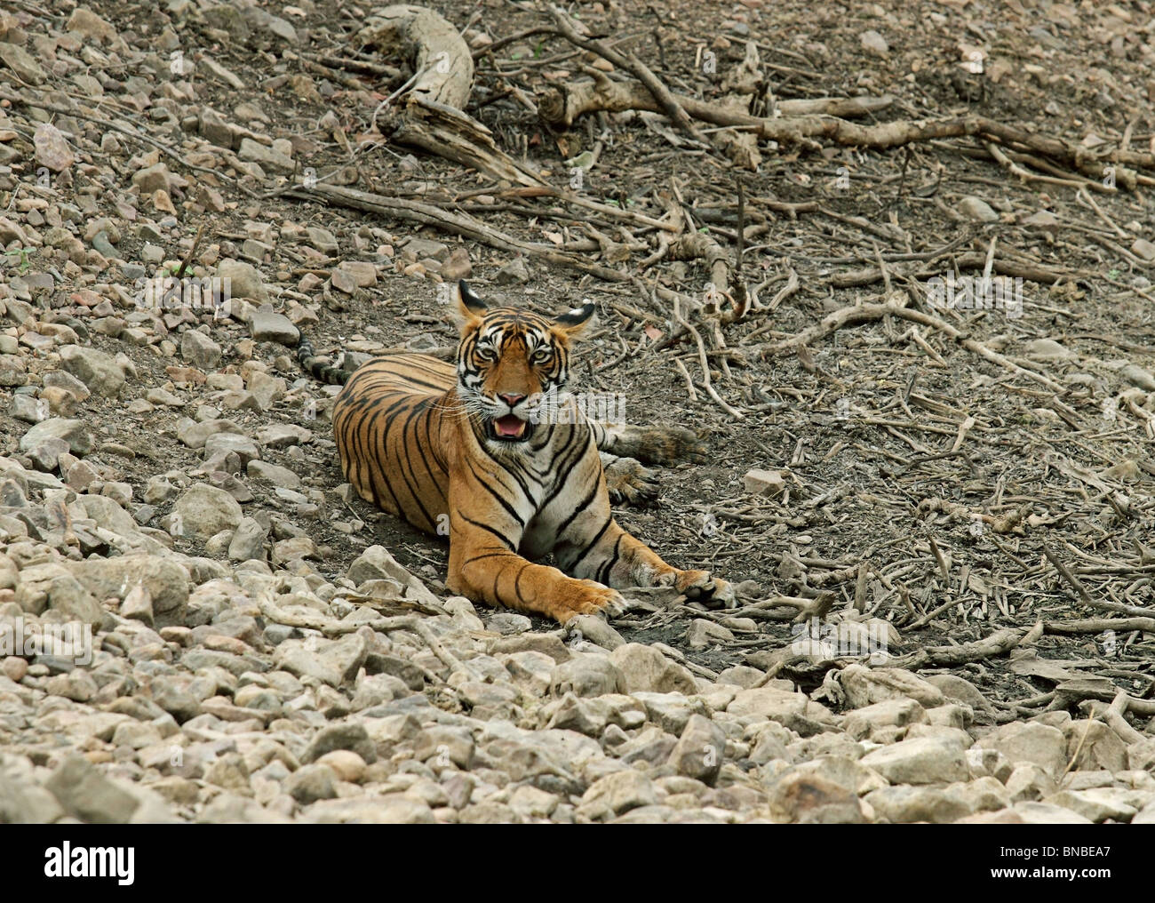 Tiger sitting in dry habitat in Ranthambhore National Park, India Stock  Photo - Alamy