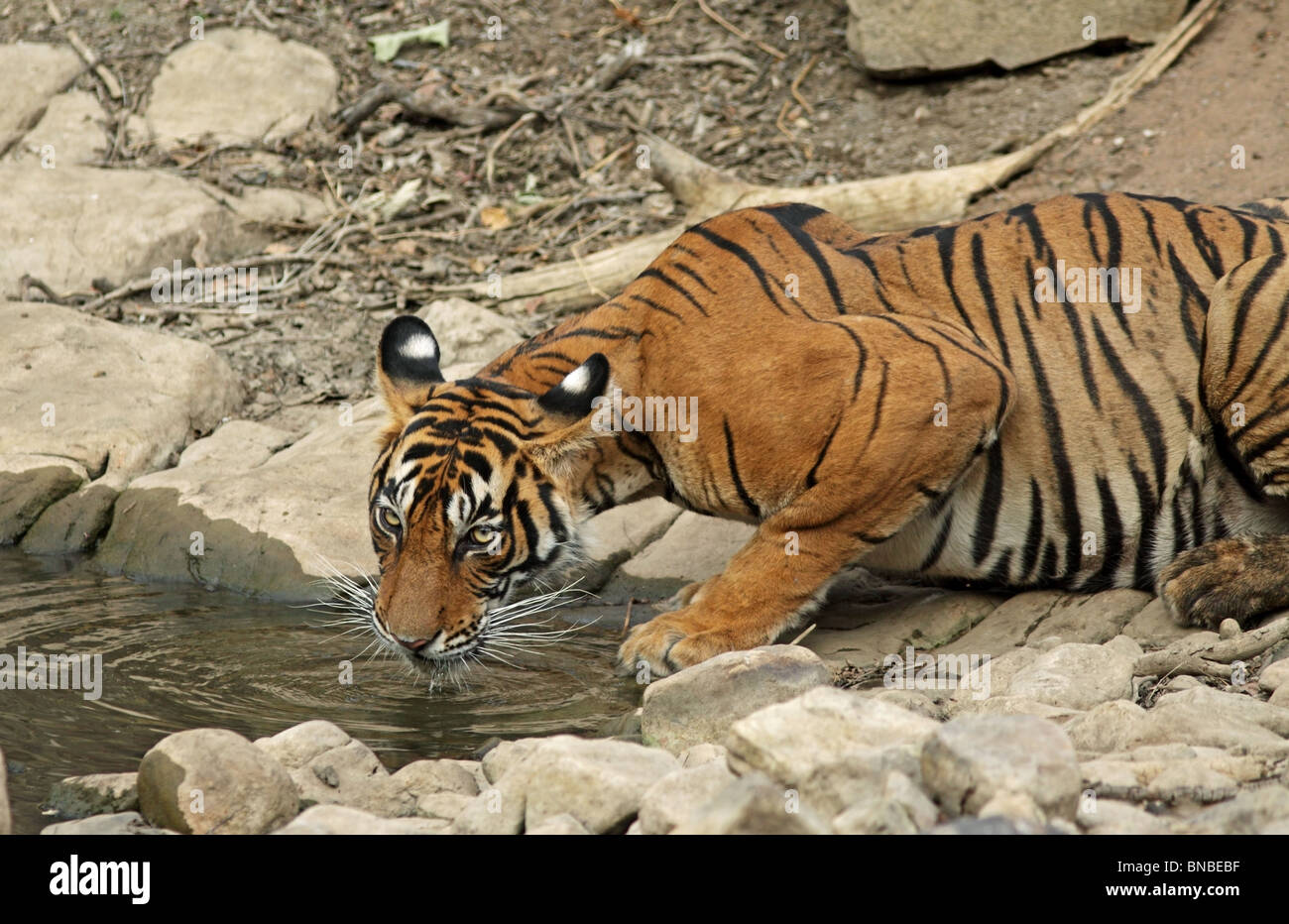 Tiger drinking water from a water hole in Ranthambhore National Park, India Stock Photo - Alamy Tiger drinking water from a water hole in Ranthambhore National Park, India Stock Photo - Alamy