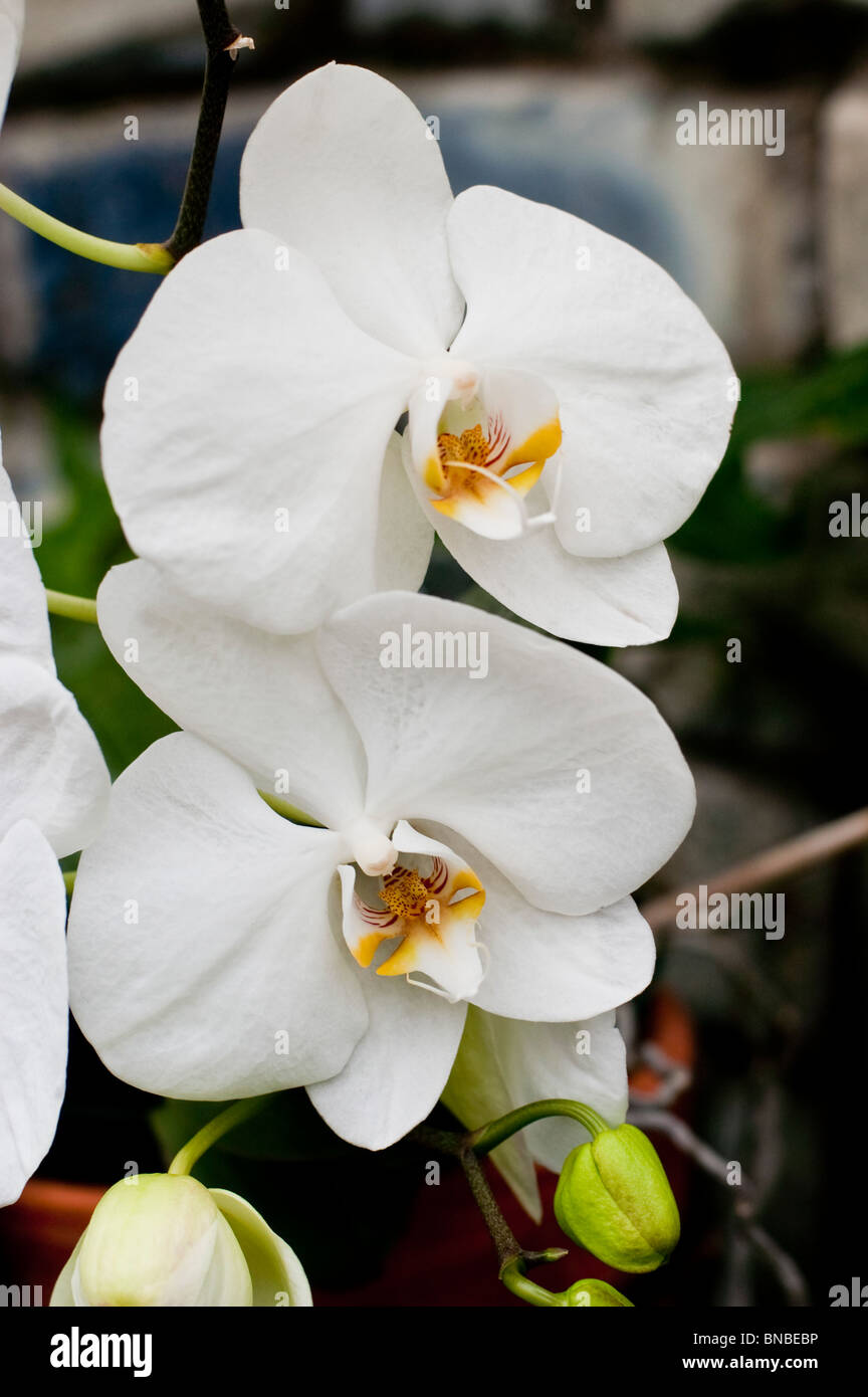 White orchid flower X Doritaenopsis BROTHER JANET Stock Photo