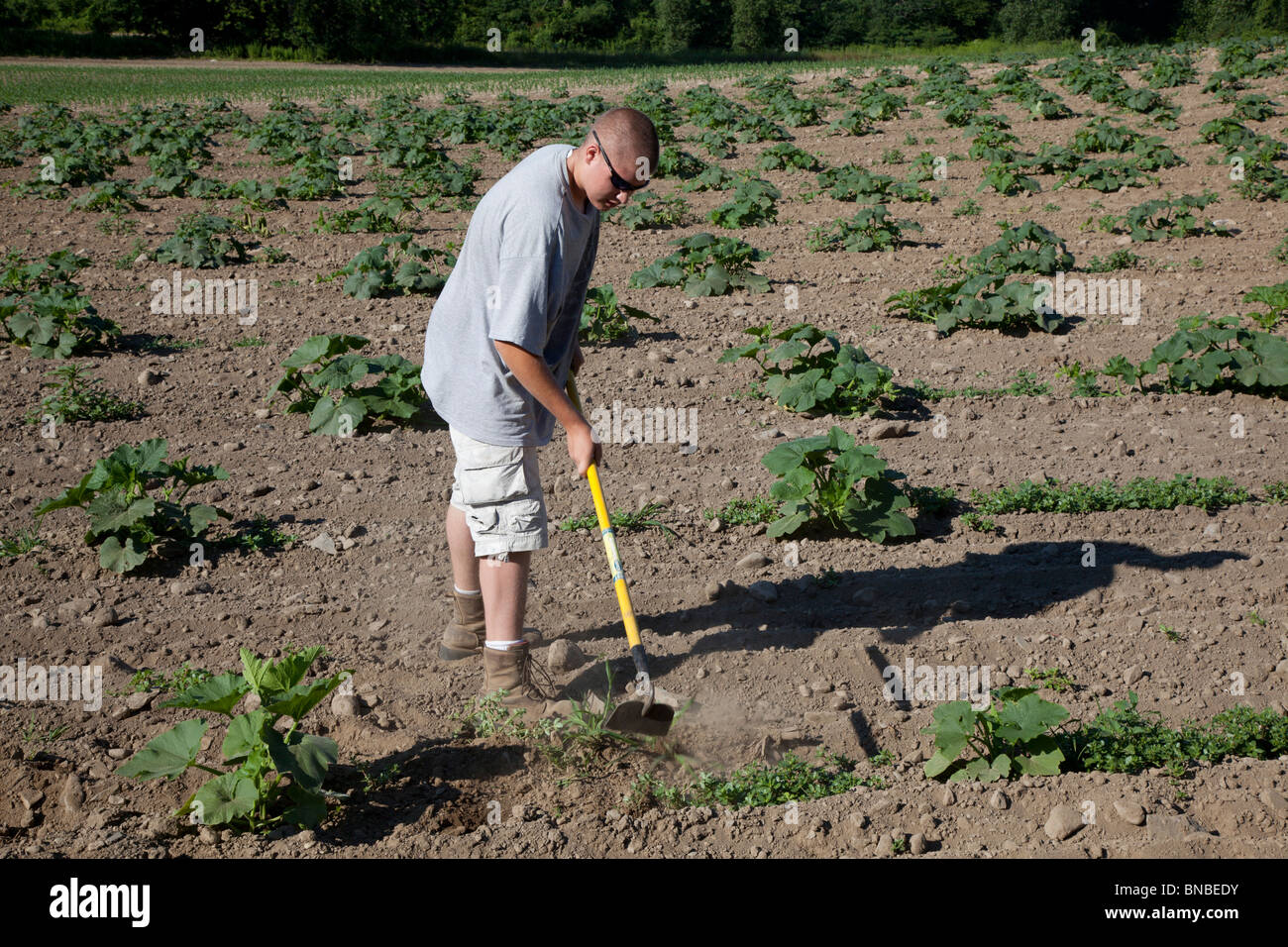 Groton, Massachusetts - A farmer uses a hoe to weed a pumpkin field. Stock Photo