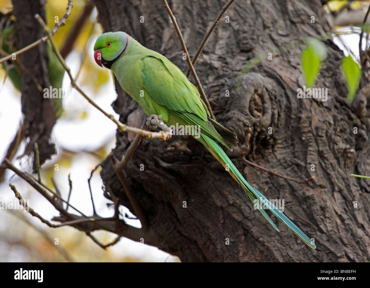 Rose ringed Parakeet . Picture taken in New Delhi Zoo, India Stock Photo