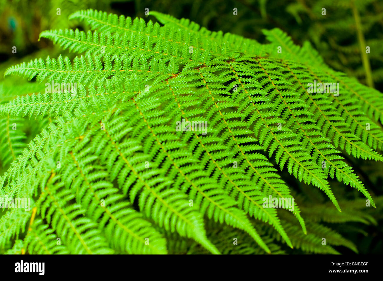 Golden tree fern, Jade Green Tree Fern,  Dicksonia fibrosa, dicksoniaceae, New Zeland, plant Stock Photo