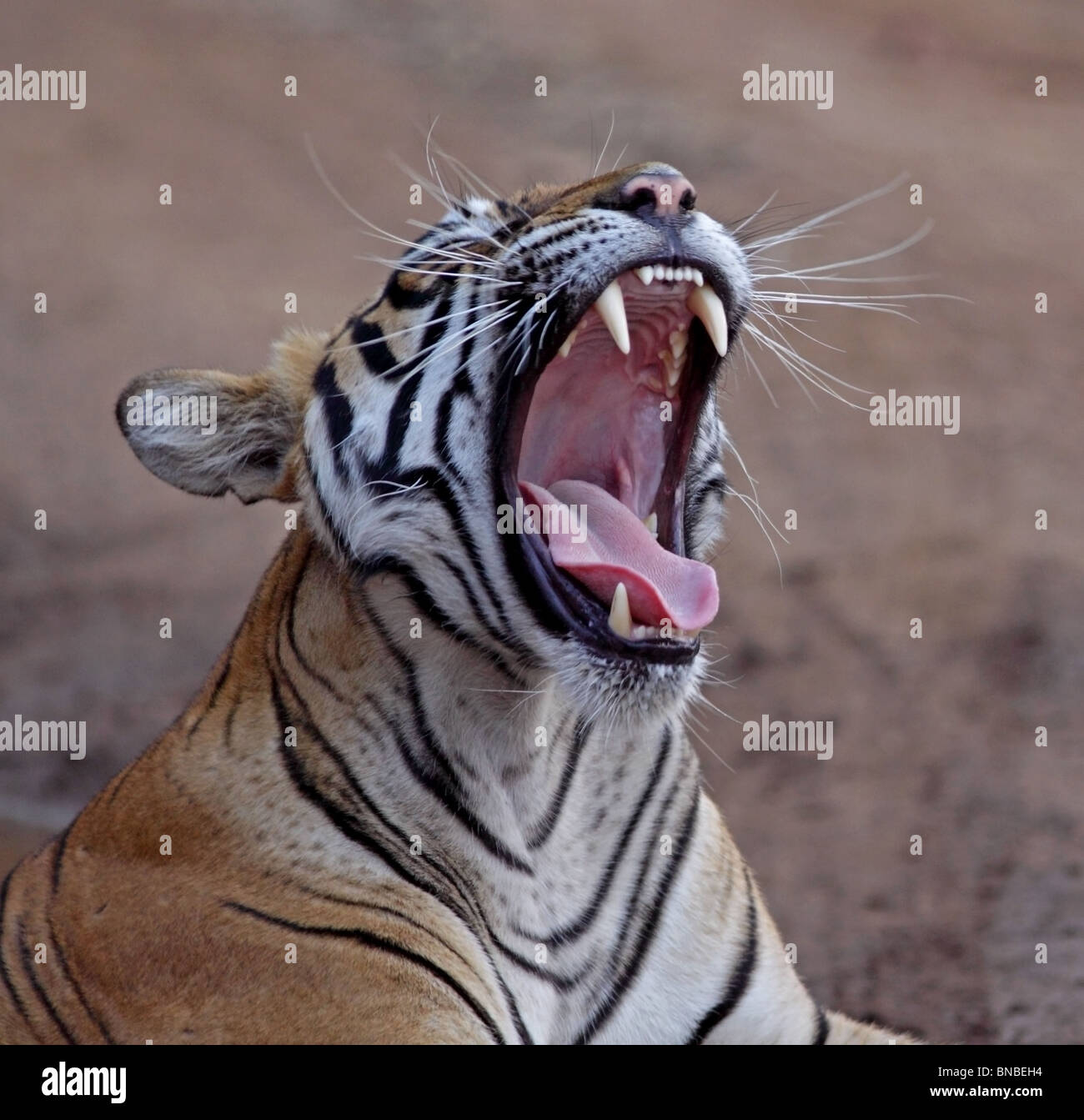 Tiger yawns wide and shows its canines in Ranthambhore National Park, India Stock Photo