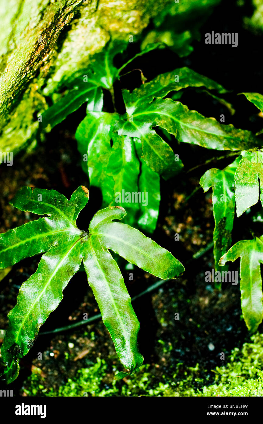 Five finger tongue fern, Pyrrosia polydactylis, polypodiaceae, Philippines Stock Photo