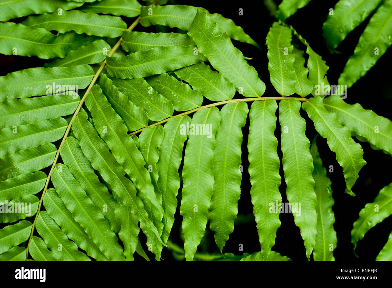 Macrothelypteris toressiana, thelypteridaceae, Asia, Pacific Stock Photo