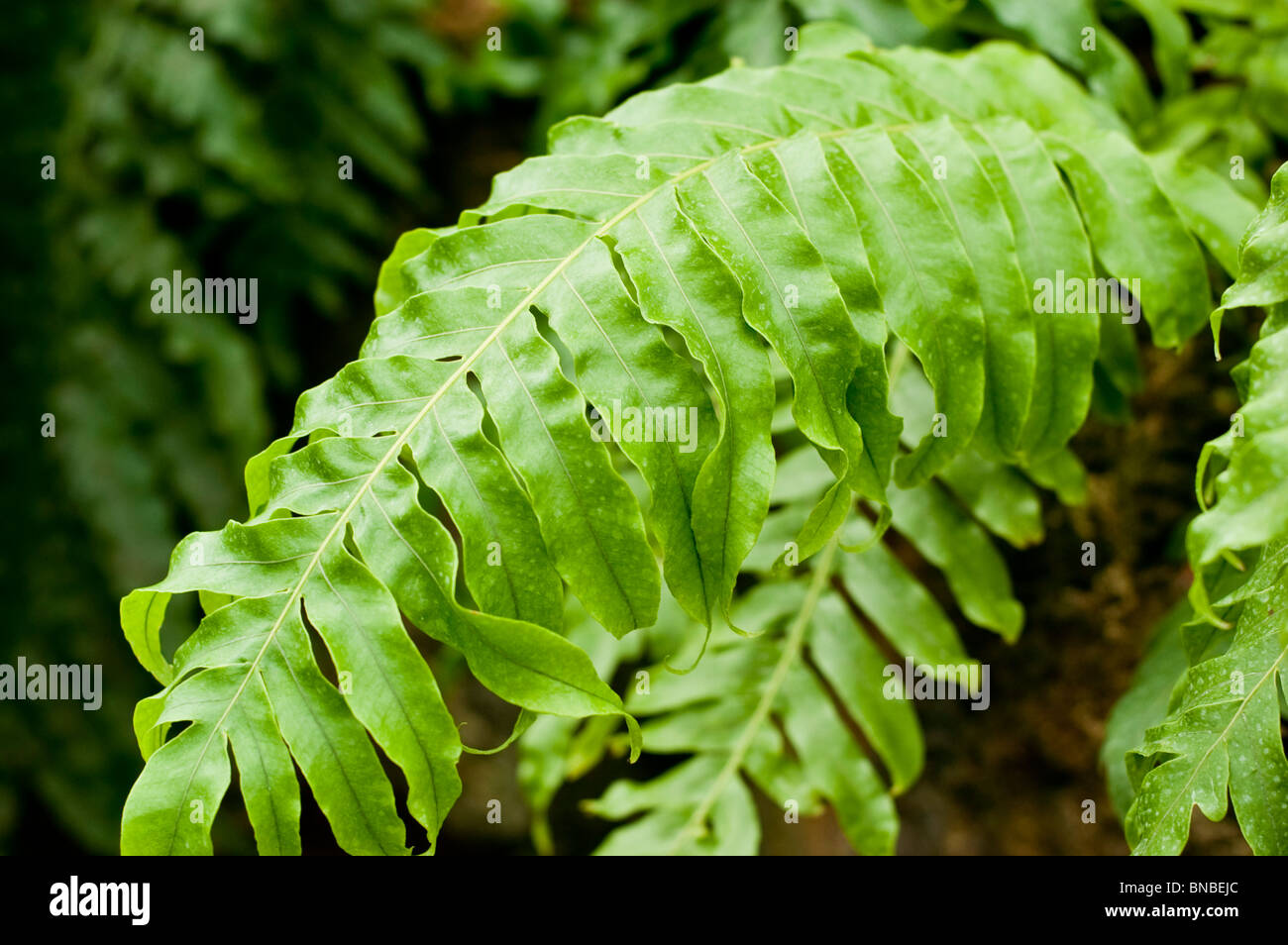 Bear's paw fern, Aglaomorpha meyeniana, polypodiaceae Stock Photo