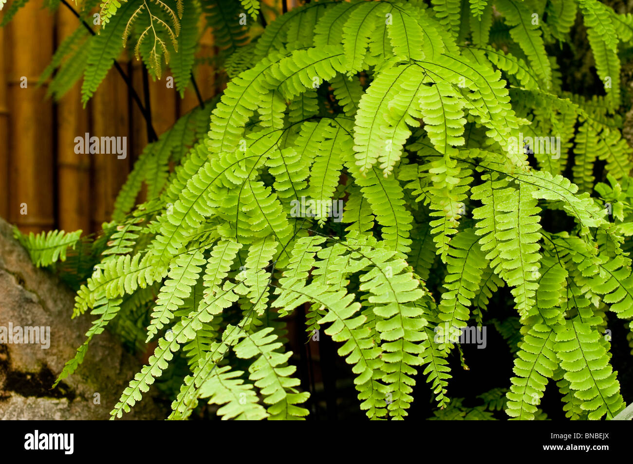 Maidenhair fern, Adiantum polyphyllum, pteridaceae, South America Stock Photo