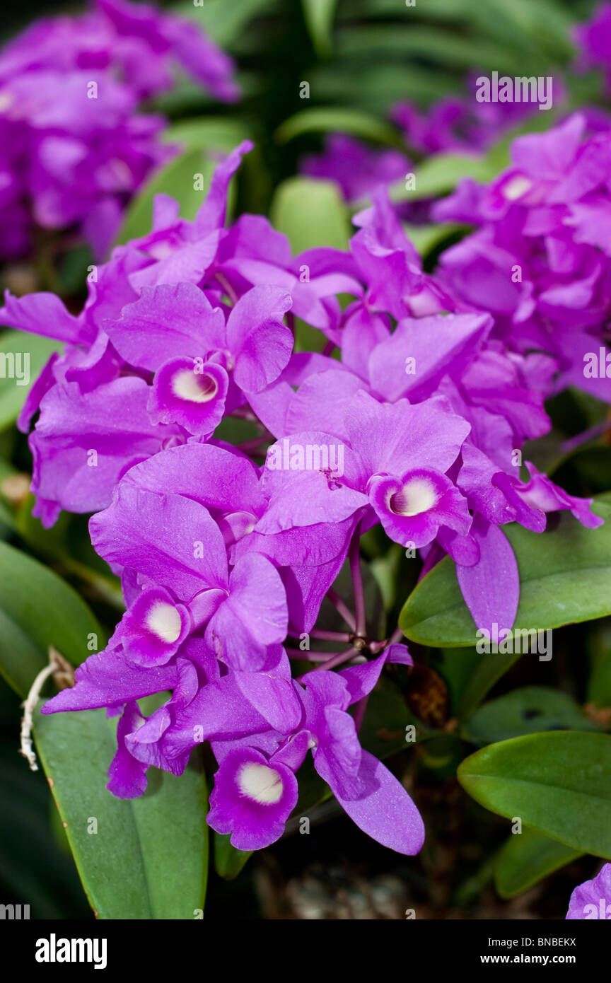 Guarianthe skinneri Casa Luna, Orchidaceae, pink, violet, orchid, flower Stock Photo