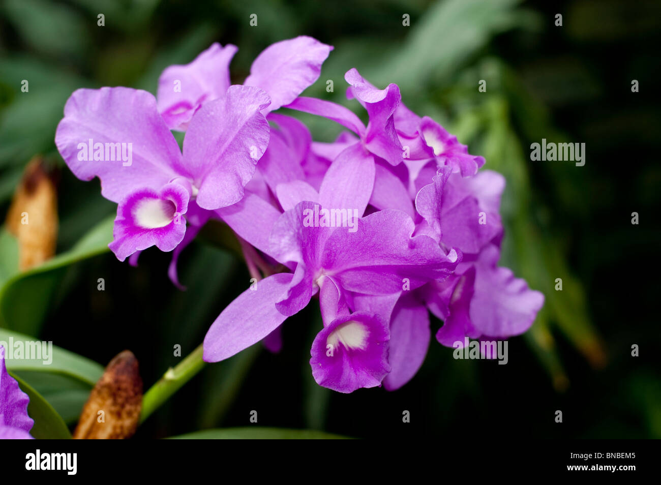 Guarianthe skinneri Casa Luna, Orchidaceae, pink, violet, orchid, flower Stock Photo