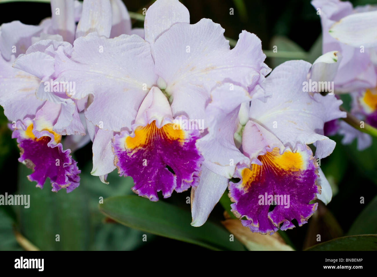 X Laeliocattleya Ptarmigan Ridge Mendenhall, orchidaceae, white, violet, yellow, orchid, flower Stock Photo