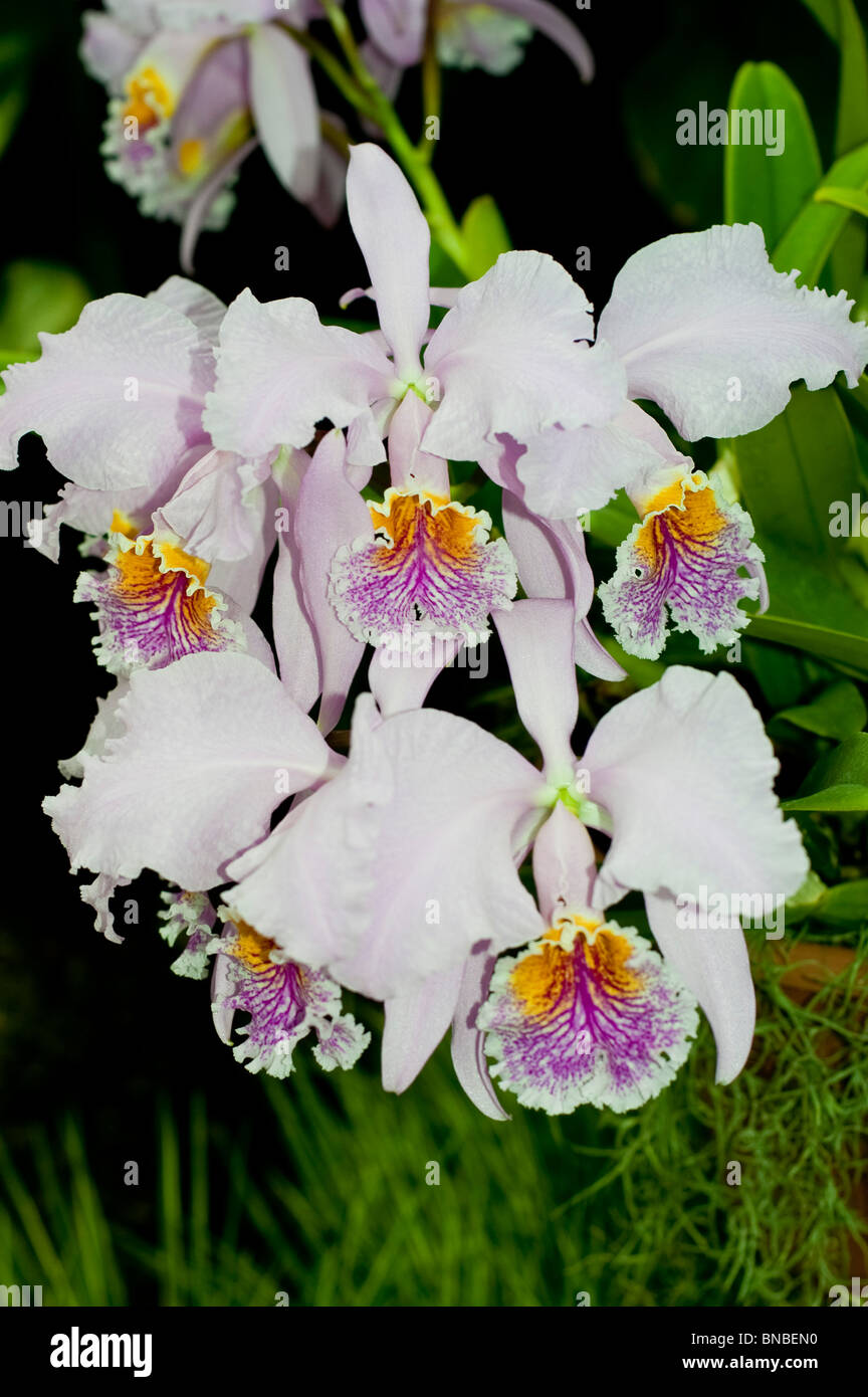 Cattleya trianae, orchidaceae, Colombia, endangered, threatened specie, orchid white, yellow,orange, violet, flower Stock Photo
