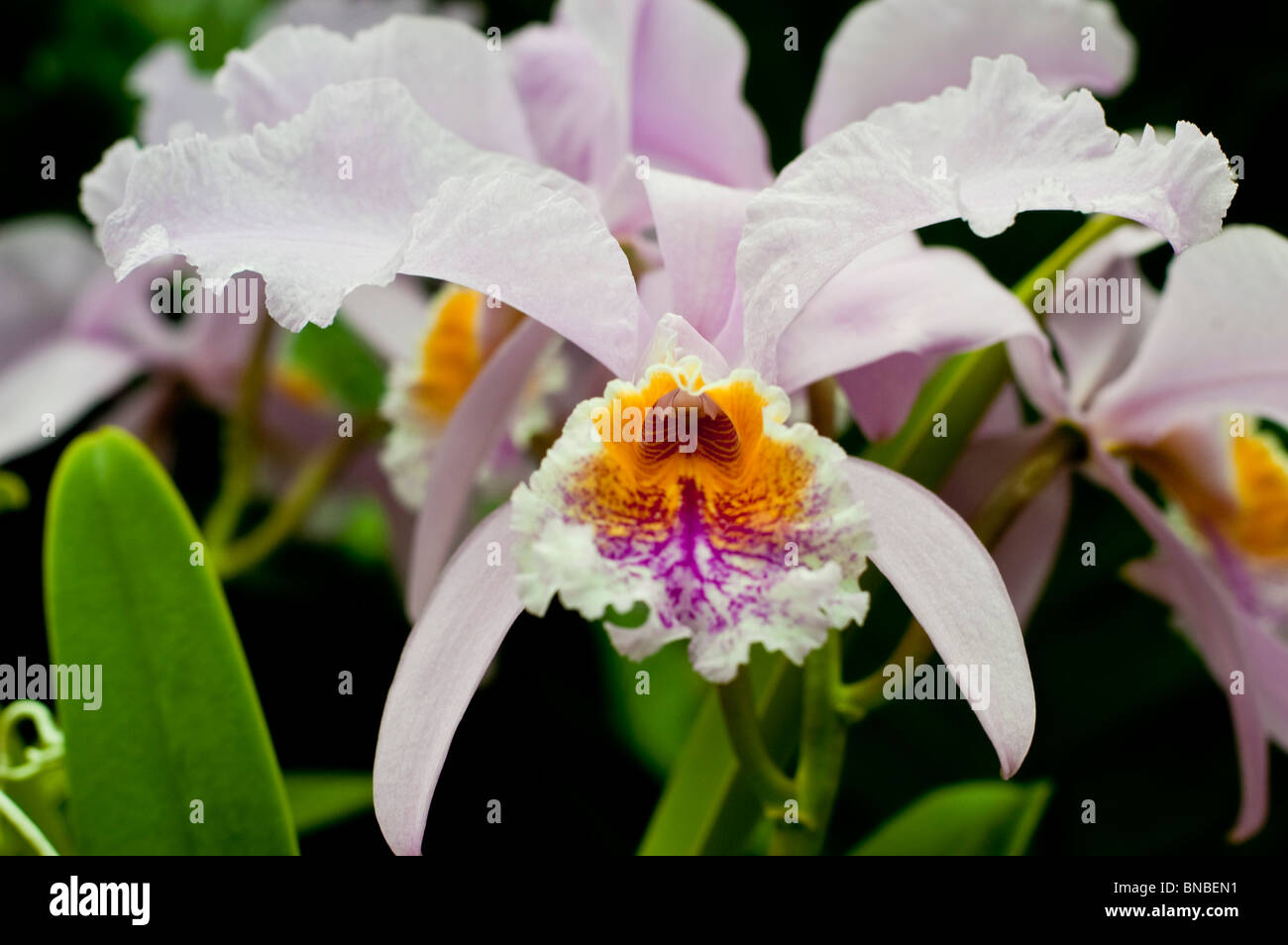 Cattleya trianae, orchidaceae, Colombia, endangered, threatened specie, orchid white, yellow,orange, violet, flower Stock Photo