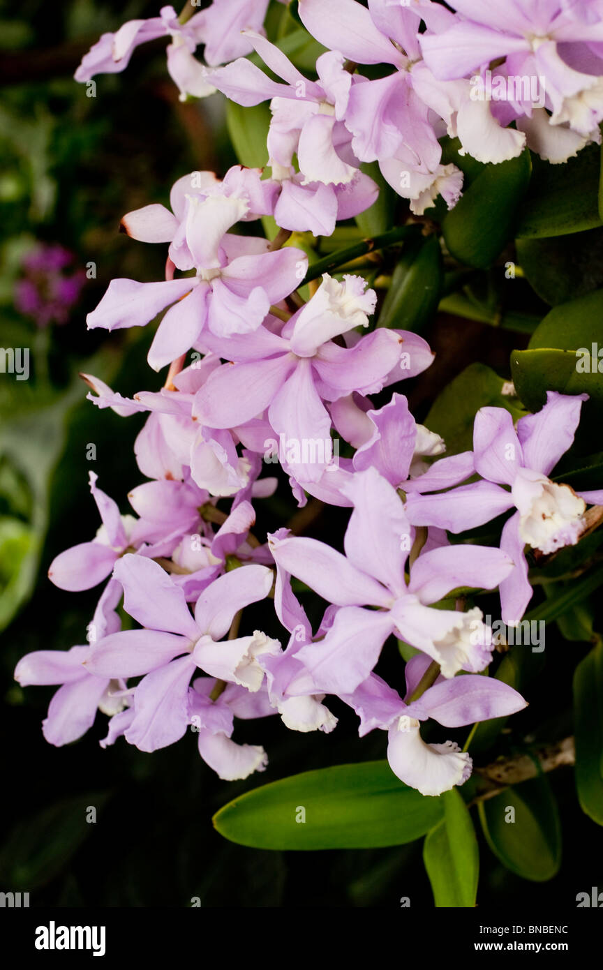 Cattleya loddigesii Ellen x Extra, orchidaceae, orchid, flower, violet, pink Stock Photo