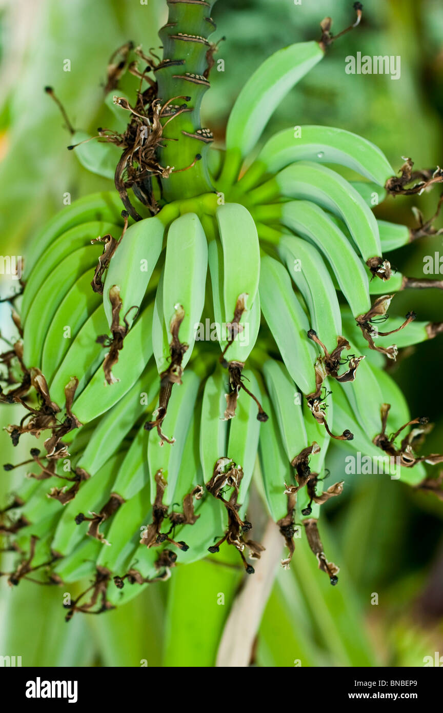 Green bananas growing on the tree Stock Photo