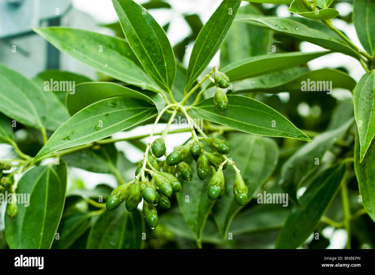 Cinnamomum myrianthum, Cinnamomum kotoense, lauraceae, canela, innamon, cinnamon, plant, leaves Stock Photo