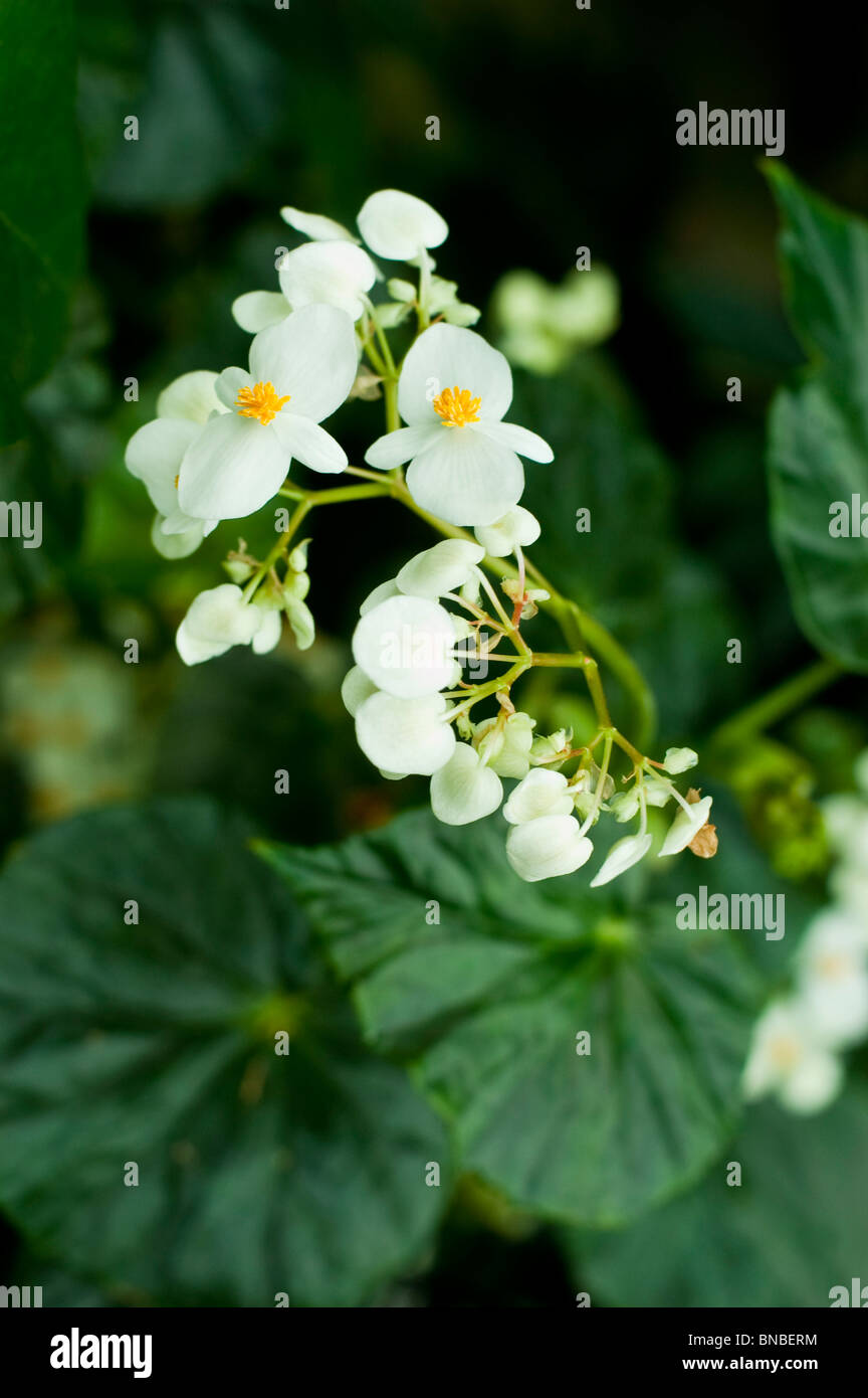White flowers of Begonia minor, begoniaceae, Jamaica, William Brown