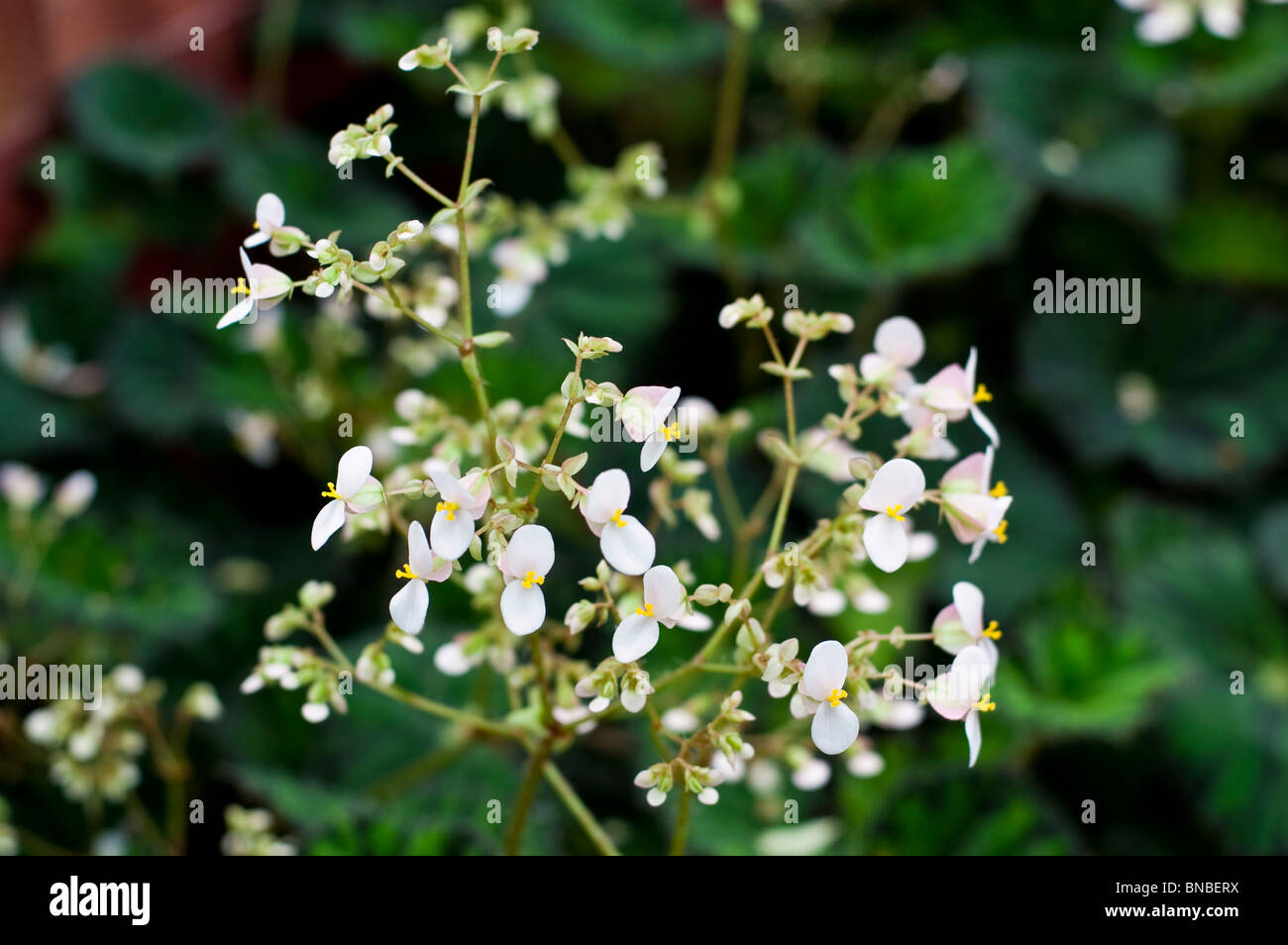 White flowers of Begonia Tiger Star, begoniaceae Stock Photo