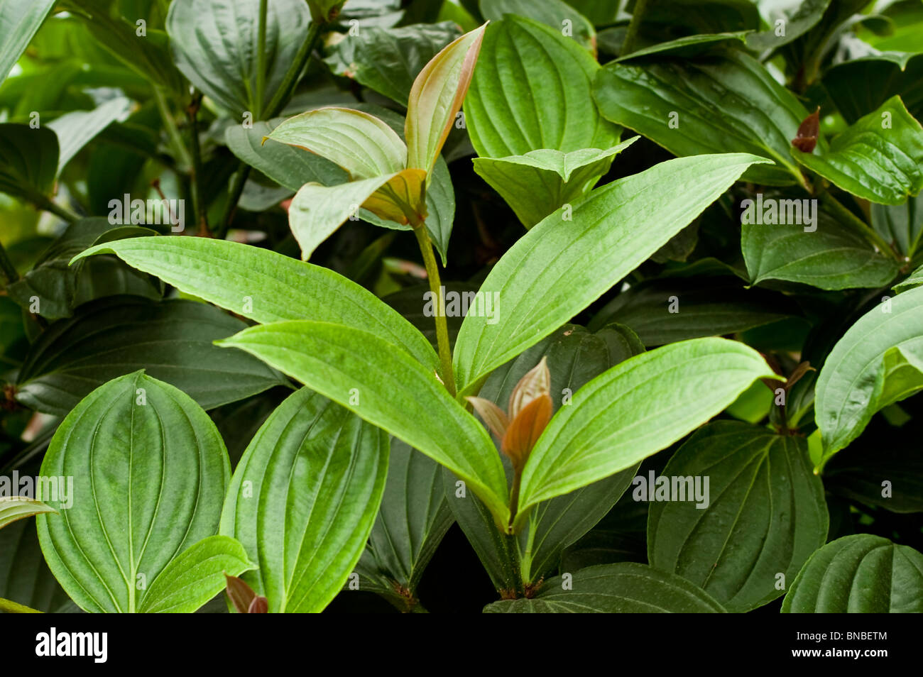 Showy medilinia, Medinilla Magnifica, melastomataceae, Philippines, Asia, endangered, threatened Stock Photo