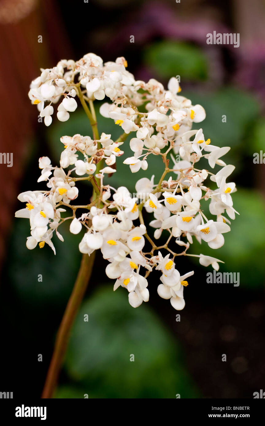 White flowers of Lilypad Begonia, Begonia nelumbiifolia, begoniaceae, Mexico, Columbia, America