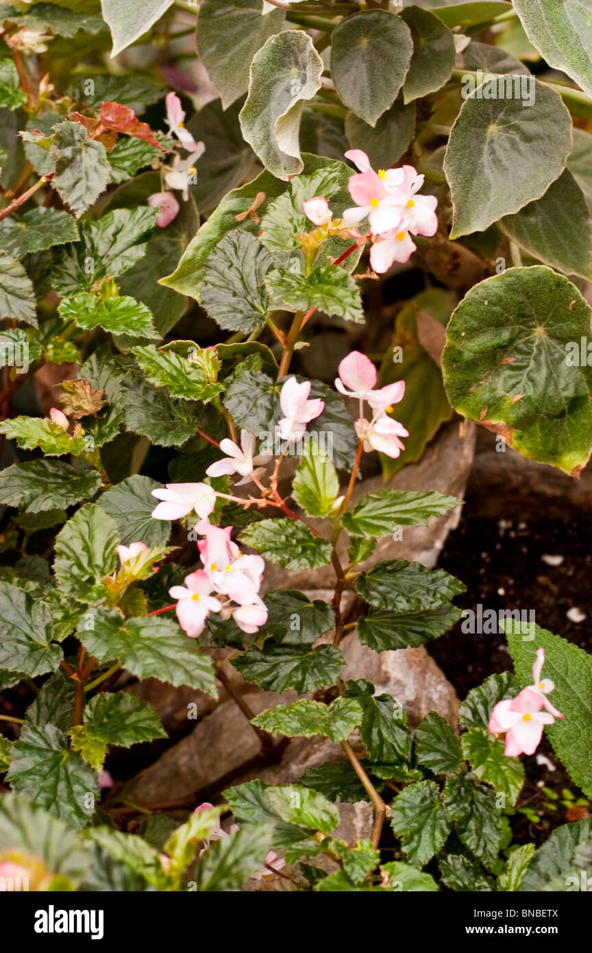 White Pink Flowers Of Begonia Richmondensis Begoniaceae Stock Photo Alamy