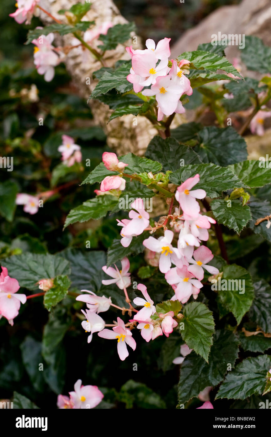 White Pink Flowers Of Begonia Richmondensis Begoniaceae Stock Photo Alamy