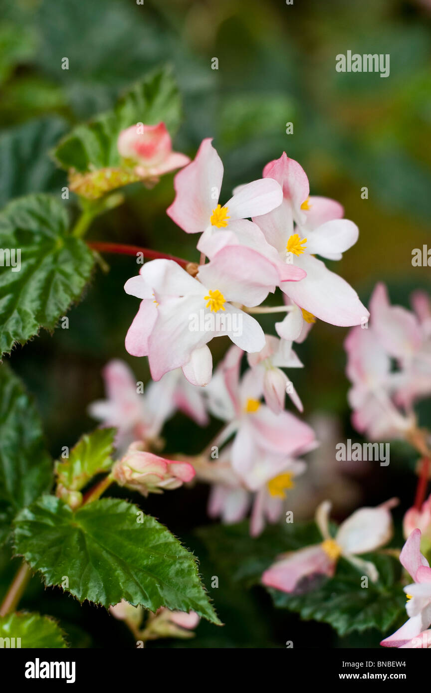 White Pink Flowers Of Begonia Richmondensis Begoniaceae Stock Photo Alamy