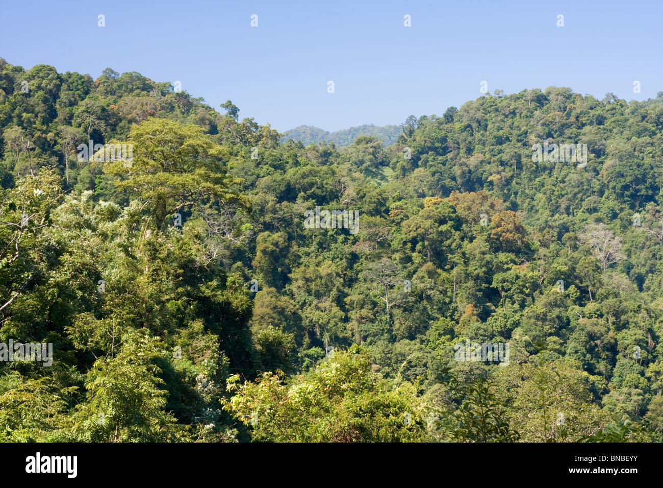 Tropical rainforest in Kaeng Krachan National Park, Thailand Stock Photo
